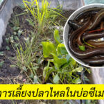 เลี้ยงปลาไหลนาในบ่อซีเมนต์
