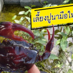 เลี้ยงปูนา