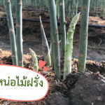 ปลูกหน่อไม้ฝรั่ง