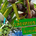 การเลี้ยงหอยขมในวงบ่อซีเมนต์