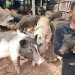 เลี้ยงหมูป่า