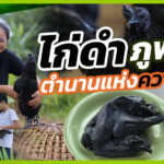 ไก่ดำภูพาน