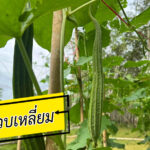 ปลูกบวบเหลี่ยม