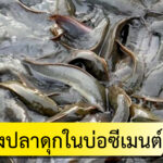 การเลี้ยงปลาดุกในบ่อซีเมนต์
