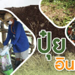ปุ๋ยอินทรีย์