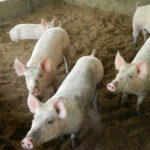 การเลี้ยงหมูหลุมแบบธรรมชาติ