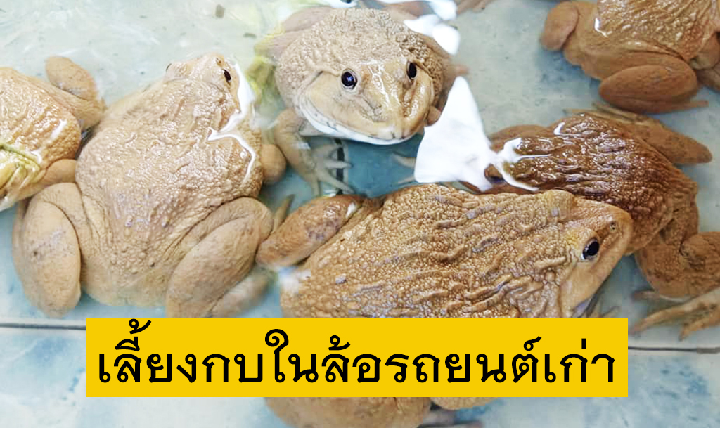 การเลี้ยงกบในล้อรถยนต์เก่า (กบคอนโด)