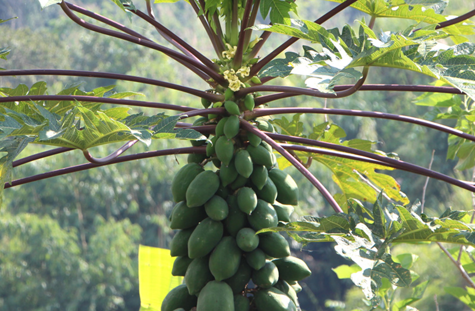 ปลูกมะละกอพันธุ์ปากช่อง 1 อร่อยถูกใจ รสชาติดี
