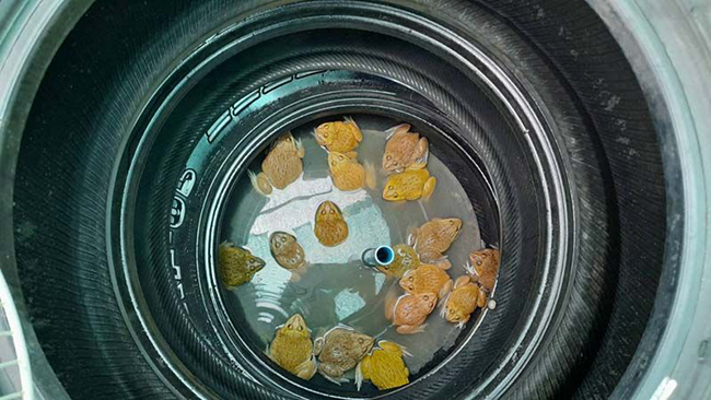 การเลี้ยงกบในล้อรถยนต์เก่า (กบคอนโด)