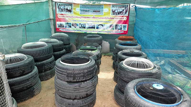 การเลี้ยงกบในล้อรถยนต์เก่า (กบคอนโด)