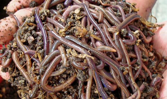 เลี้ยงไส้เดือนในกะละมัง