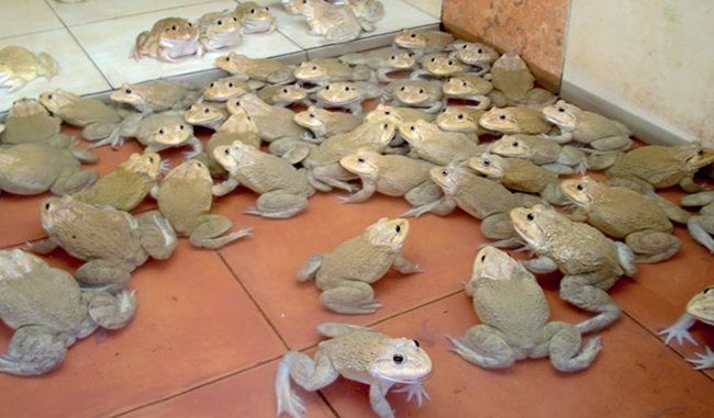 การเพาะเลี้ยงกบนา