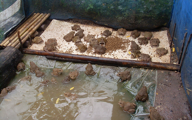 การเพาะเลี้ยงกบนา