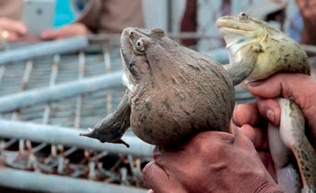 การเพาะเลี้ยงกบนา