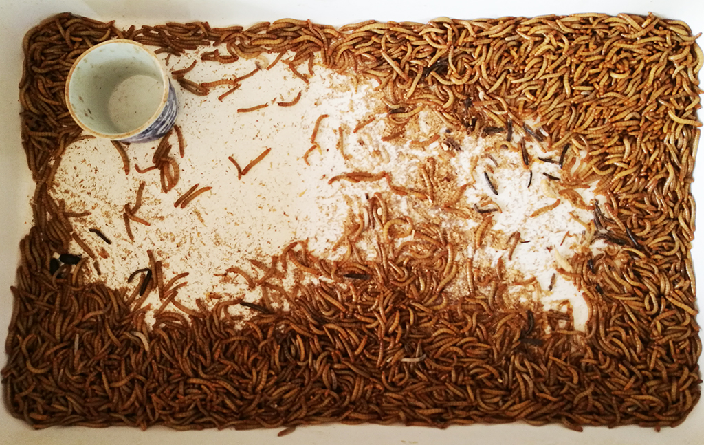 การเพาะเลี้ยงหนอนนก