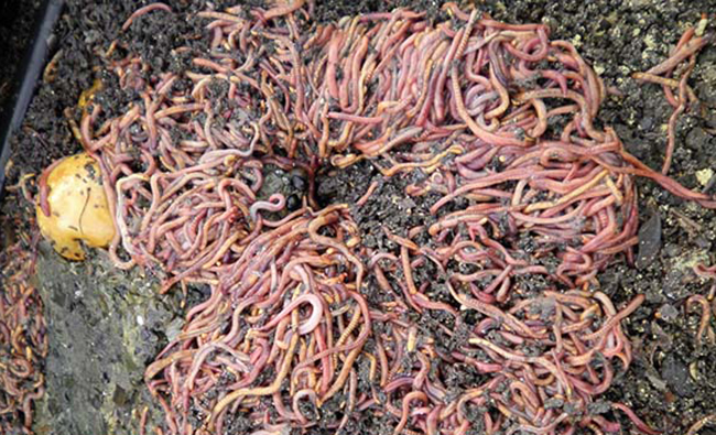 ใส้เดือนพันธุ์ ไทเกอร์