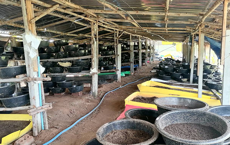 เลี้ยงไส้เดือนในกะละมัง