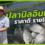 ปลานิลอินทรีย์