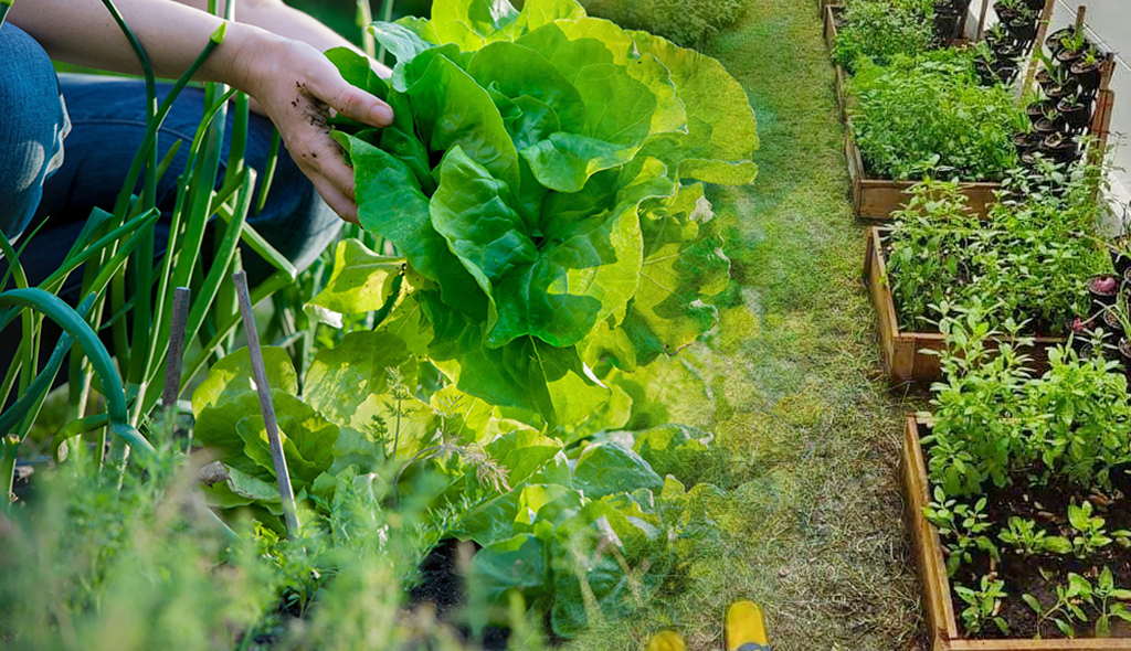 ปลูกพืชผักสวนครัว