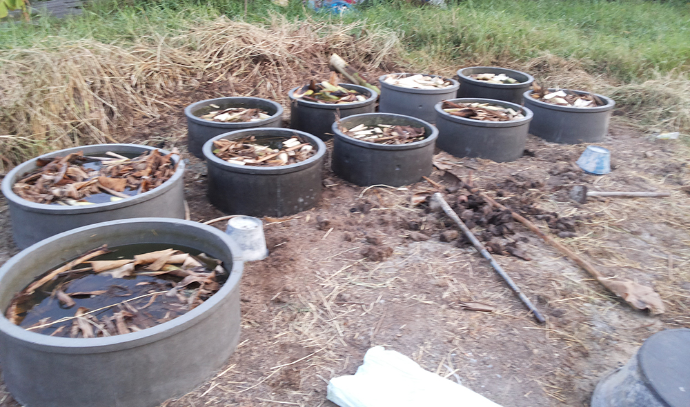 การเลี้ยงปูนาในบ่อซีเมนต์