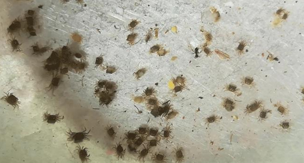 การเลี้ยงปูนาในบ่อซีเมนต์