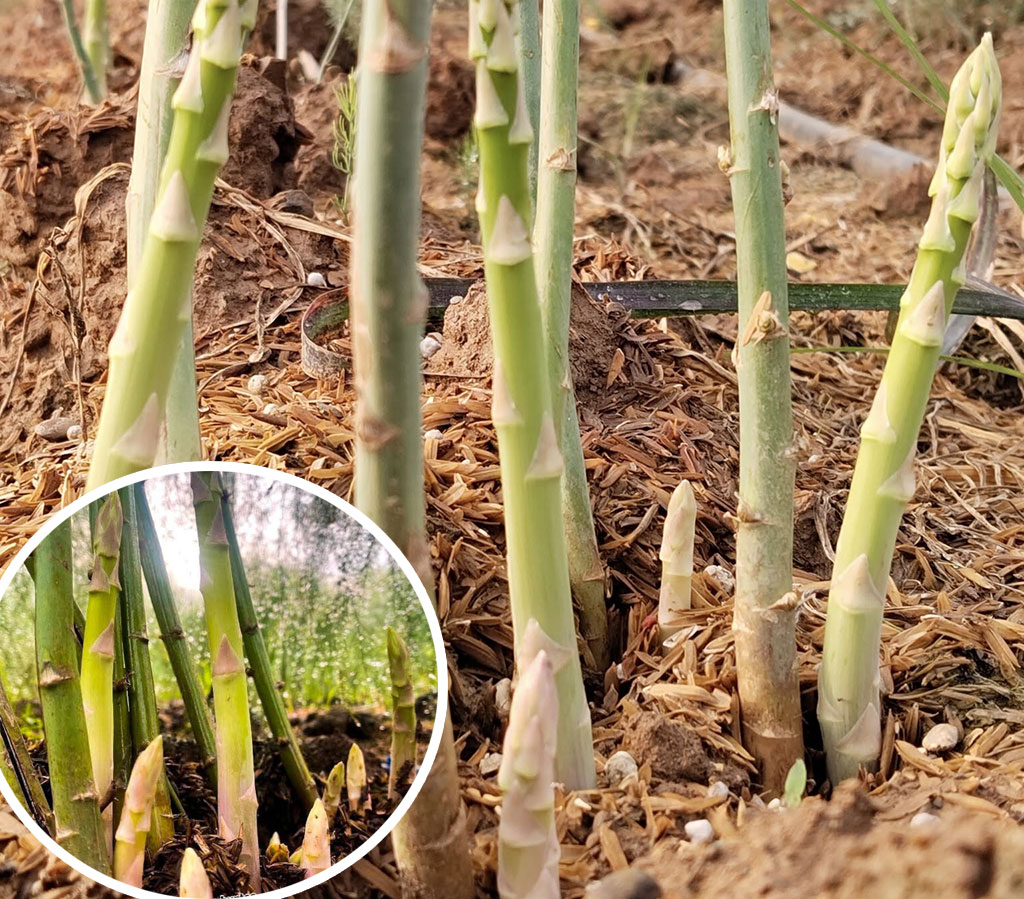 การปลูกและดูแลหน่อไม้ฝรั่ง