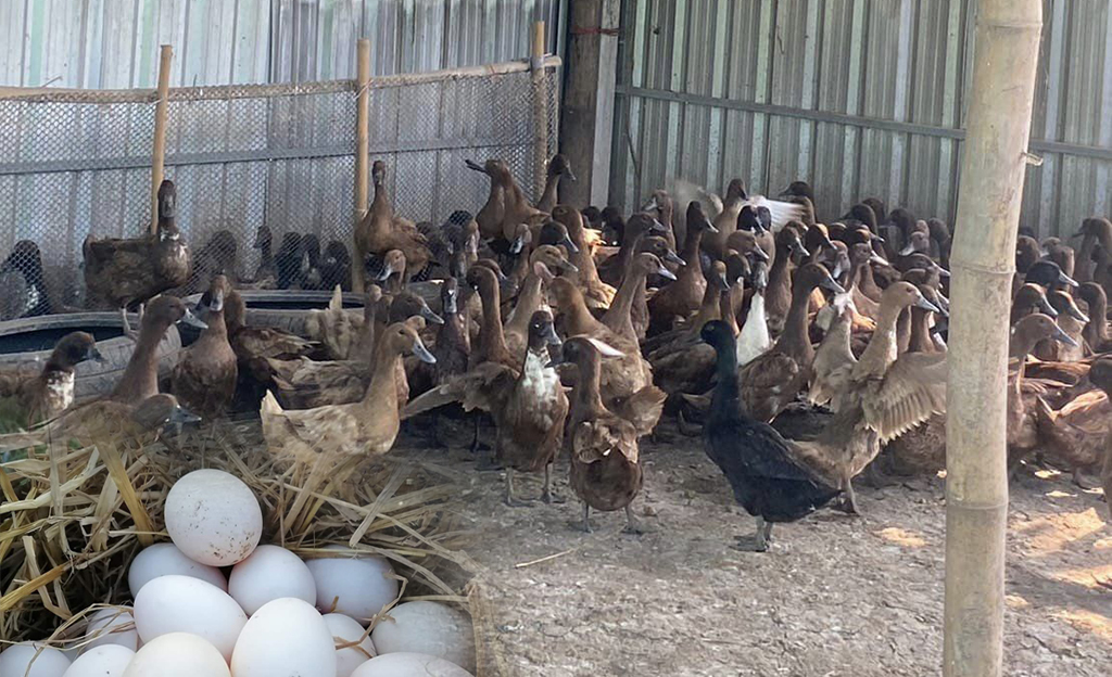 อาหารเป็ดไข่ลดต้นทุน