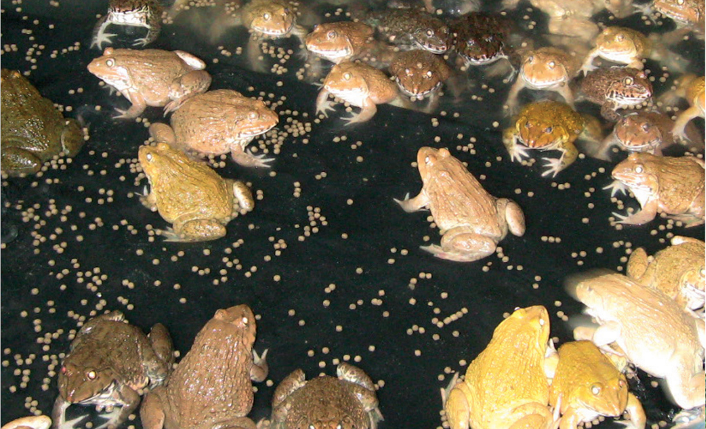 การเพาะเลี้ยงกบนา