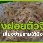 เลี้ยงกุ้งฝอย