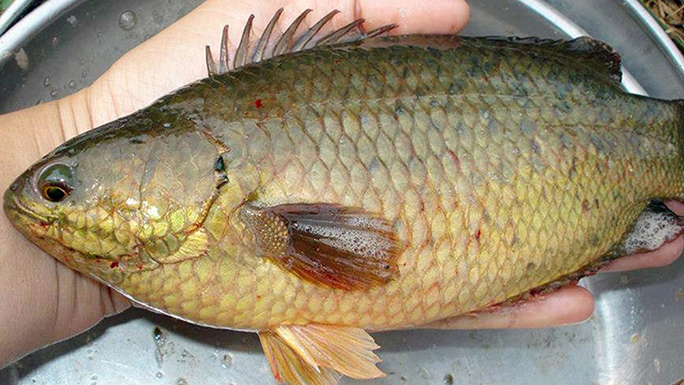 เลี้ยงปลาหมอไทยในบ่อดิน