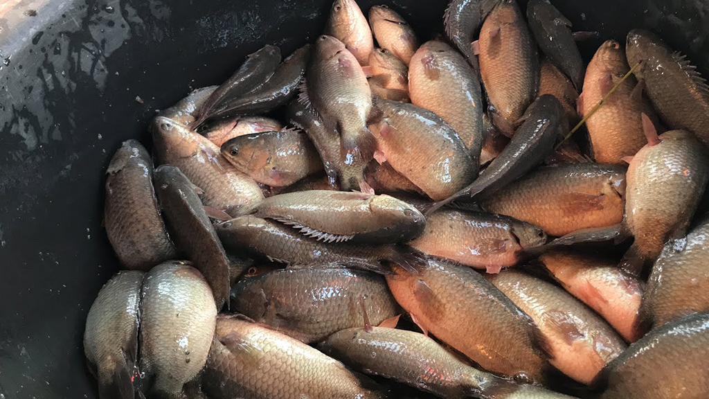 เลี้ยงปลาหมอไทยในบ่อดิน