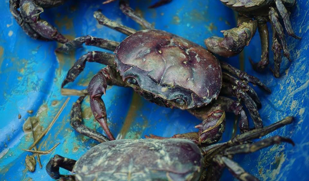 การเลี้ยงปูนาในบ่อซีเมนต์