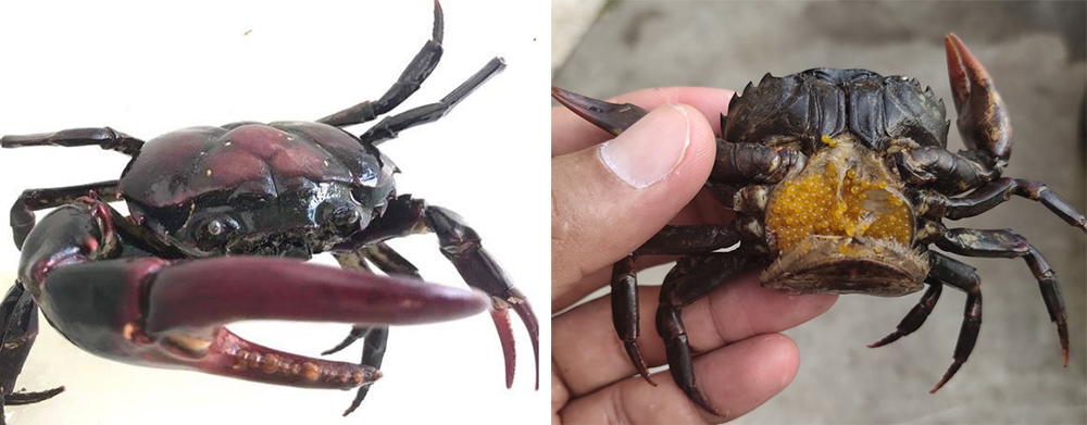 การเลี้ยงปูนาในบ่อซีเมนต์