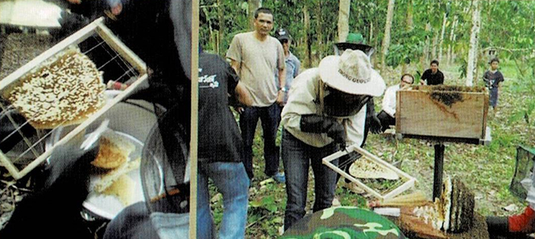 การเลี้ยงผึ้งโพรง