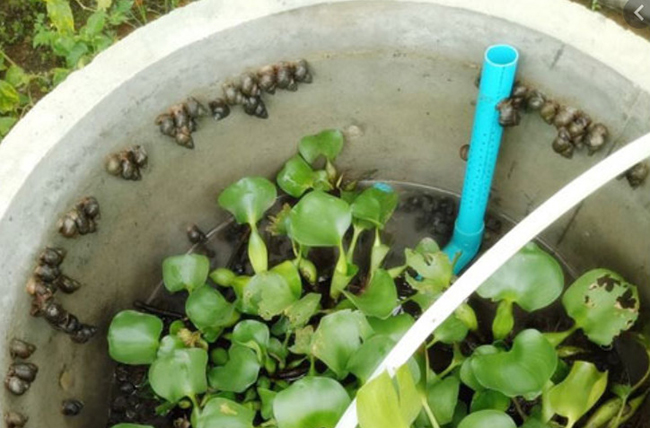 เลี้ยงหอยขม