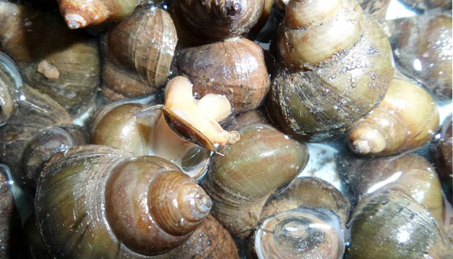 เลี้ยงหอยขม