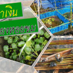 เลี้ยงหอยขม
