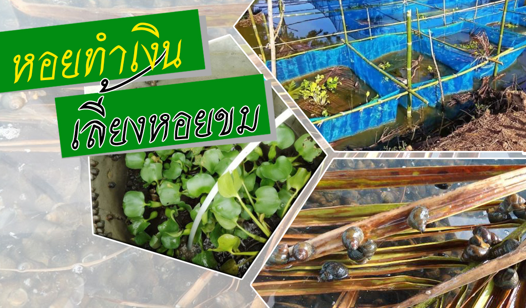 เลี้ยงหอยขม