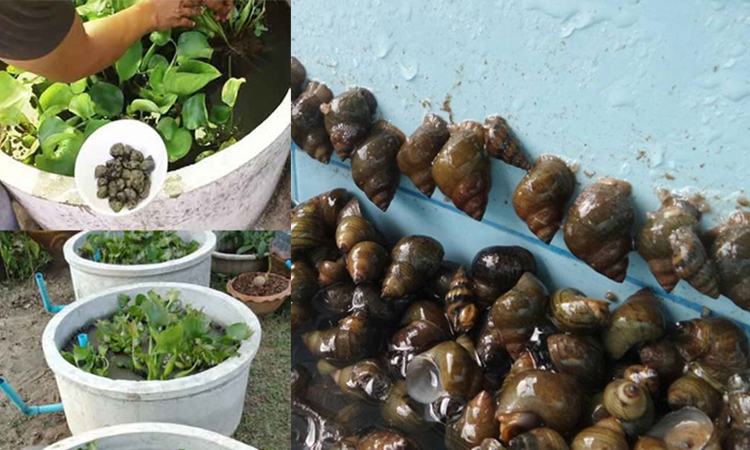 เลี้ยงหอยขม