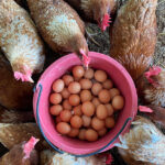 การเลี้ยงไก่ไข่แบบปล่อย