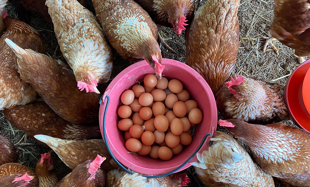 การเลี้ยงไก่ไข่แบบปล่อย