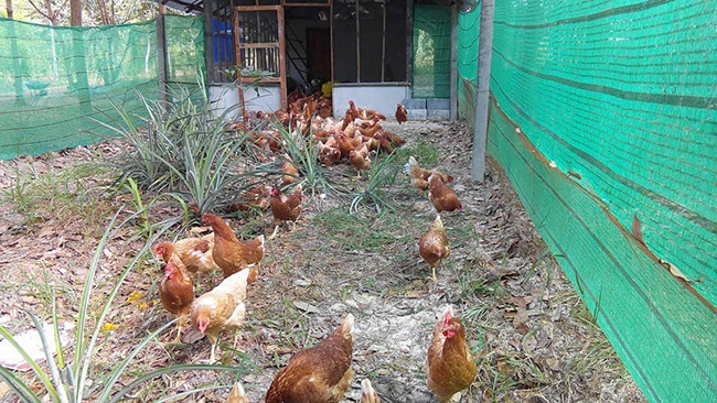 การเลี้ยงไก่ไข่แบบปล่อย