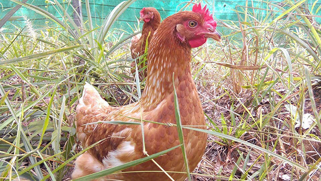 การเลี้ยงไก่ไข่แบบปล่อย