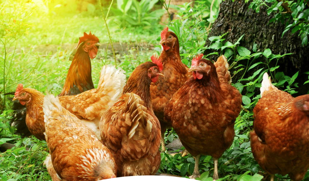 เลี้ยงไก่ไข่อินทรีย์