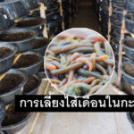 เลี้ยงไส้เดือนในกะละมัง