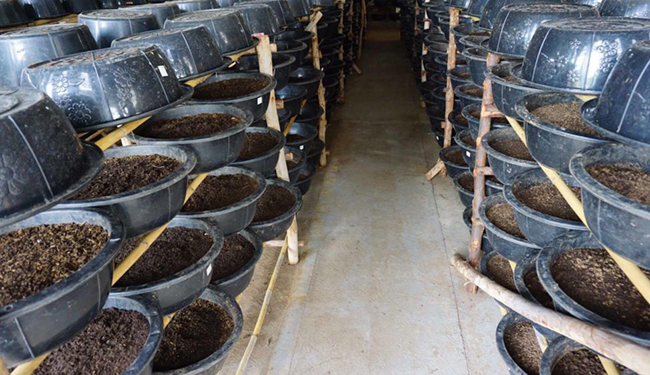 การเลี้ยงไส้เดือนในกะละมัง