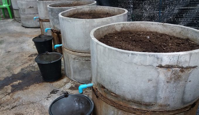 การเลี้ยงไส้เดือนในวงบ่อซีเมนต์