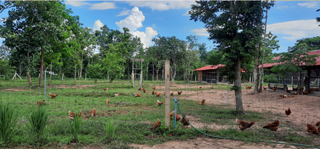 สถานที่เลี้ยงไก่ไข่อินทรีย์