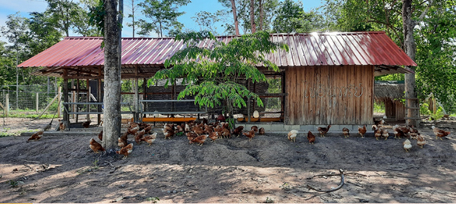 โรงเรืสอนเลี้ยงไก่ไข่อินทรีย์