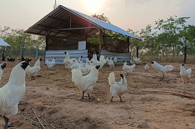 เลี้ยงไก่ดำภูพาน